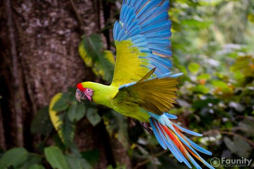 Hexen-Walpurgisfeier mit Regenwaldshow 