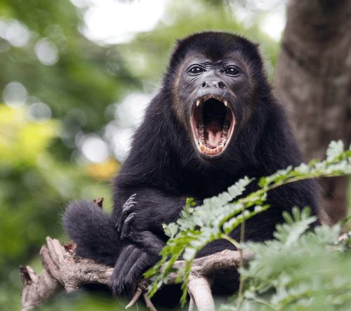 Tiergeschichten aus dem Regenwald